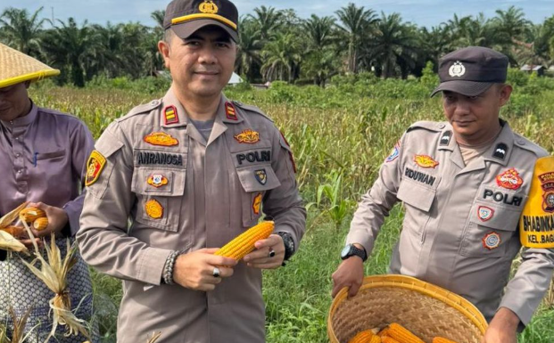 polres-dumai-ikut-panen-jagung-ratusan-kilo