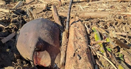 banjir-pidie-jaya-membuat-gajah-tertumpuk-kayu-hingga-mati