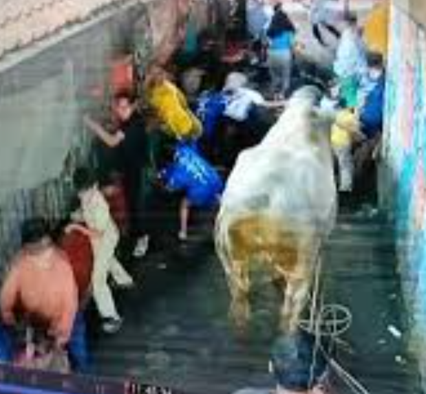 sapi-di-bandung-ngamuk-seruduk-warga